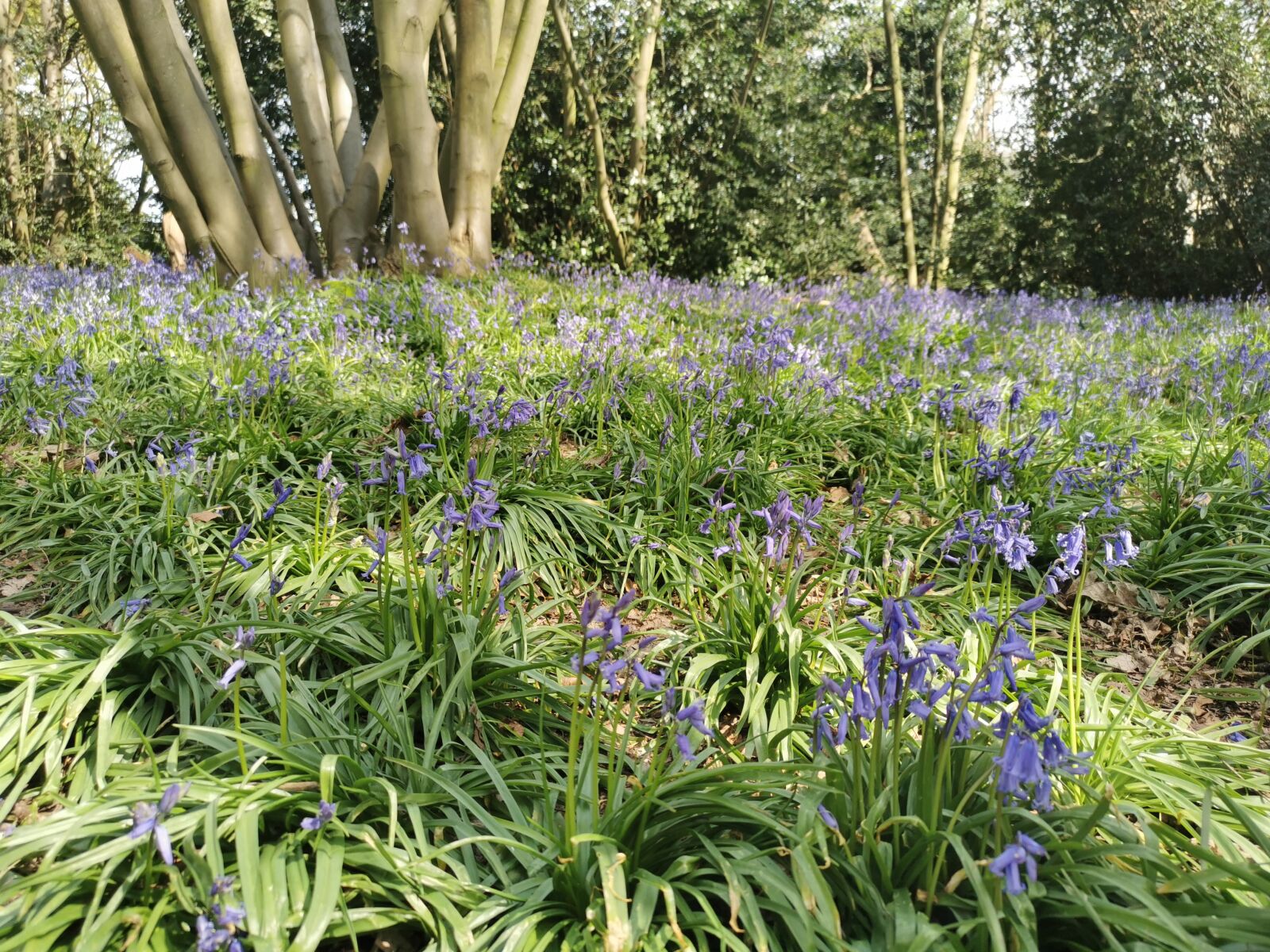 HUAWEI P30 sample photo. Park, flowers, nature photography