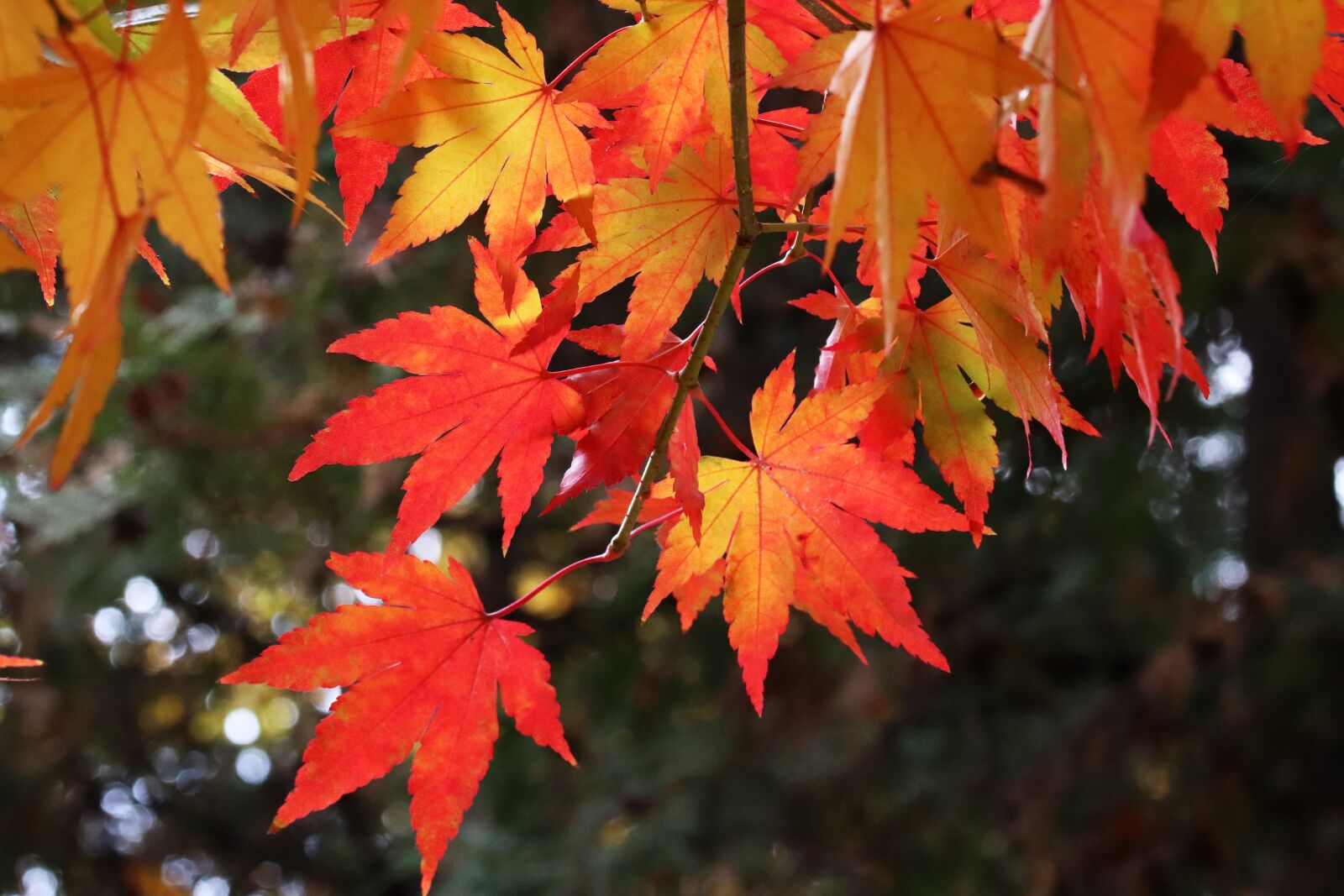 Canon EOS 800D (EOS Rebel T7i / EOS Kiss X9i) sample photo. Autumn leaves, maple, autumn photography