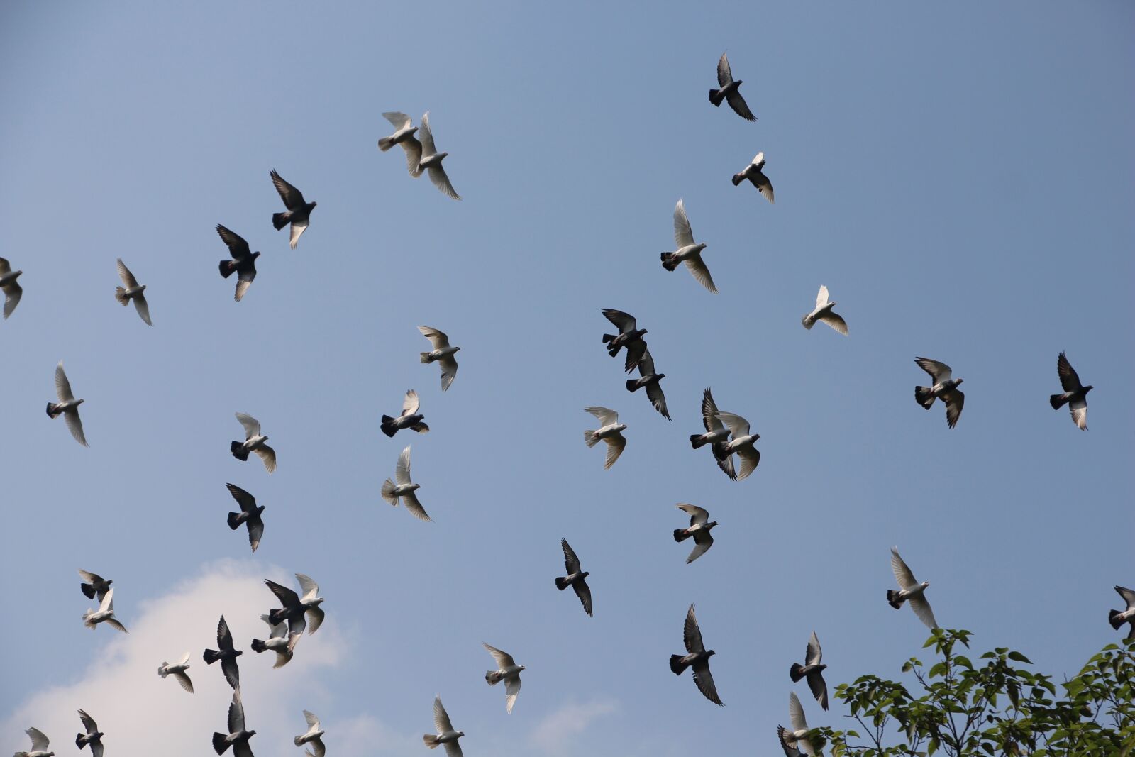 Canon EOS 700D (EOS Rebel T5i / EOS Kiss X7i) sample photo. Bird, blue, fly photography