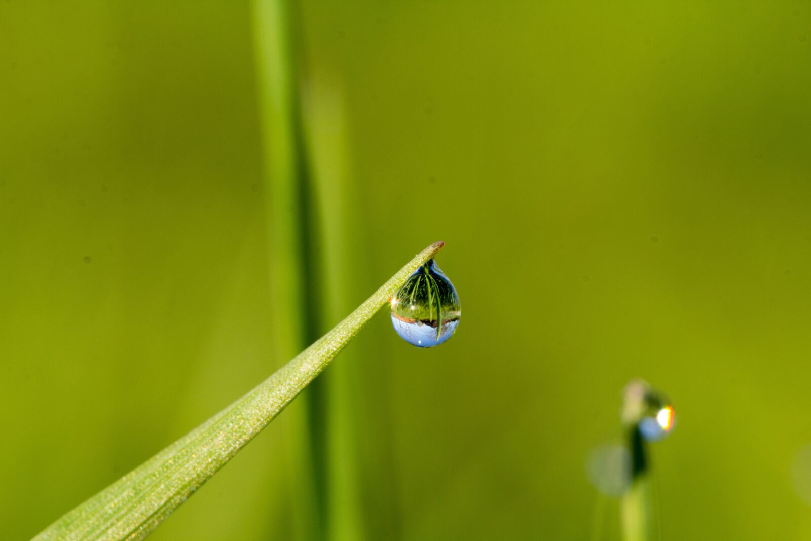 Canon EOS 60D sample photo. Leaf, nature, dew photography