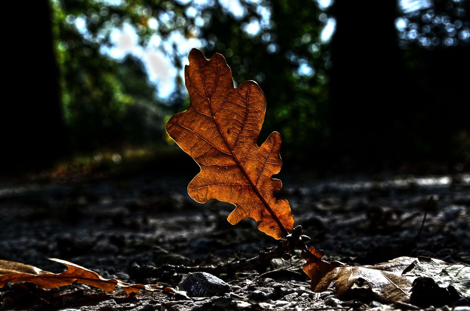 Nikon D5100 sample photo. Nature, autumn, sheet photography
