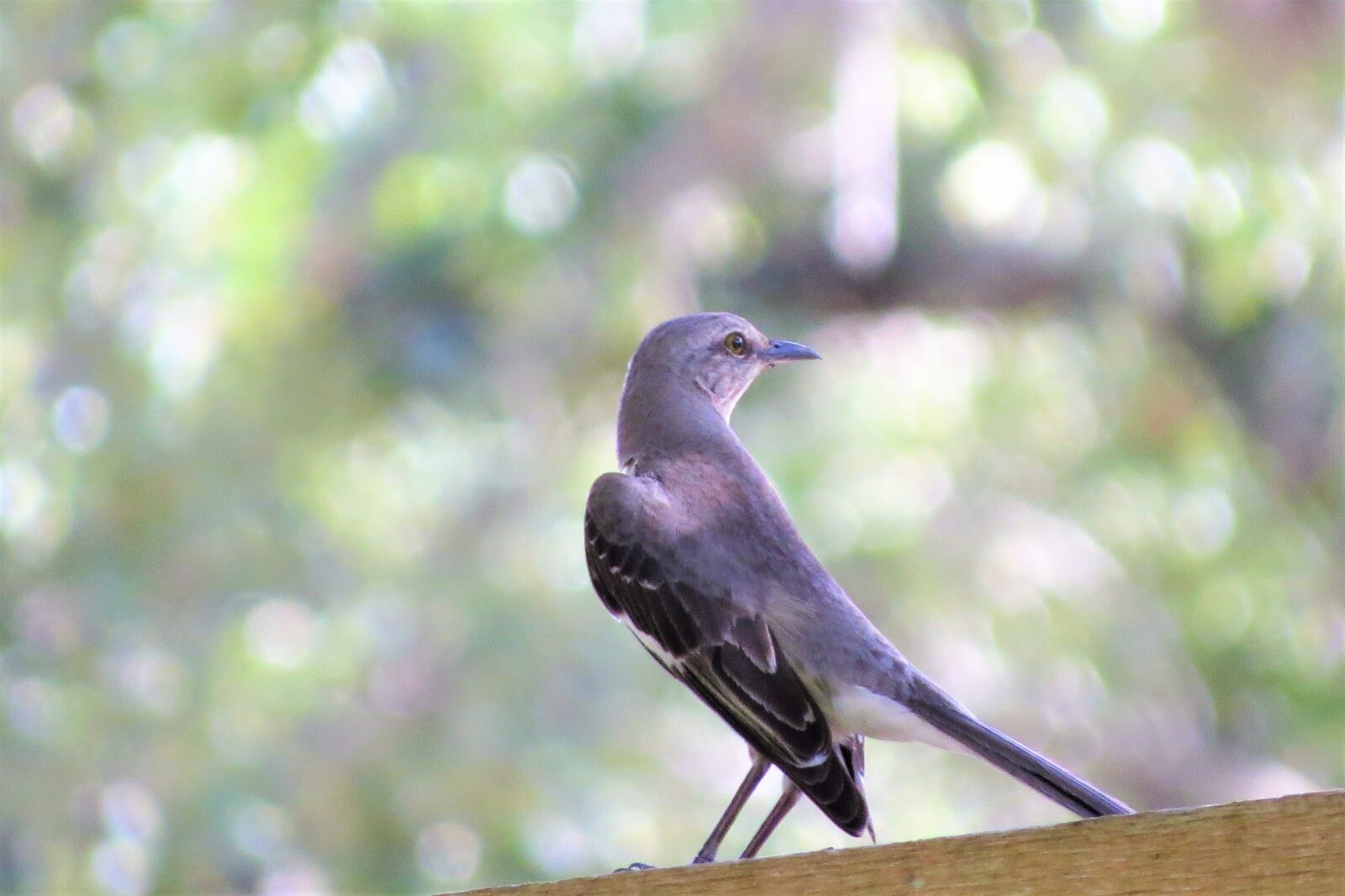 Canon PowerShot SX50 HS sample photo. Bird, mocking bird, song photography