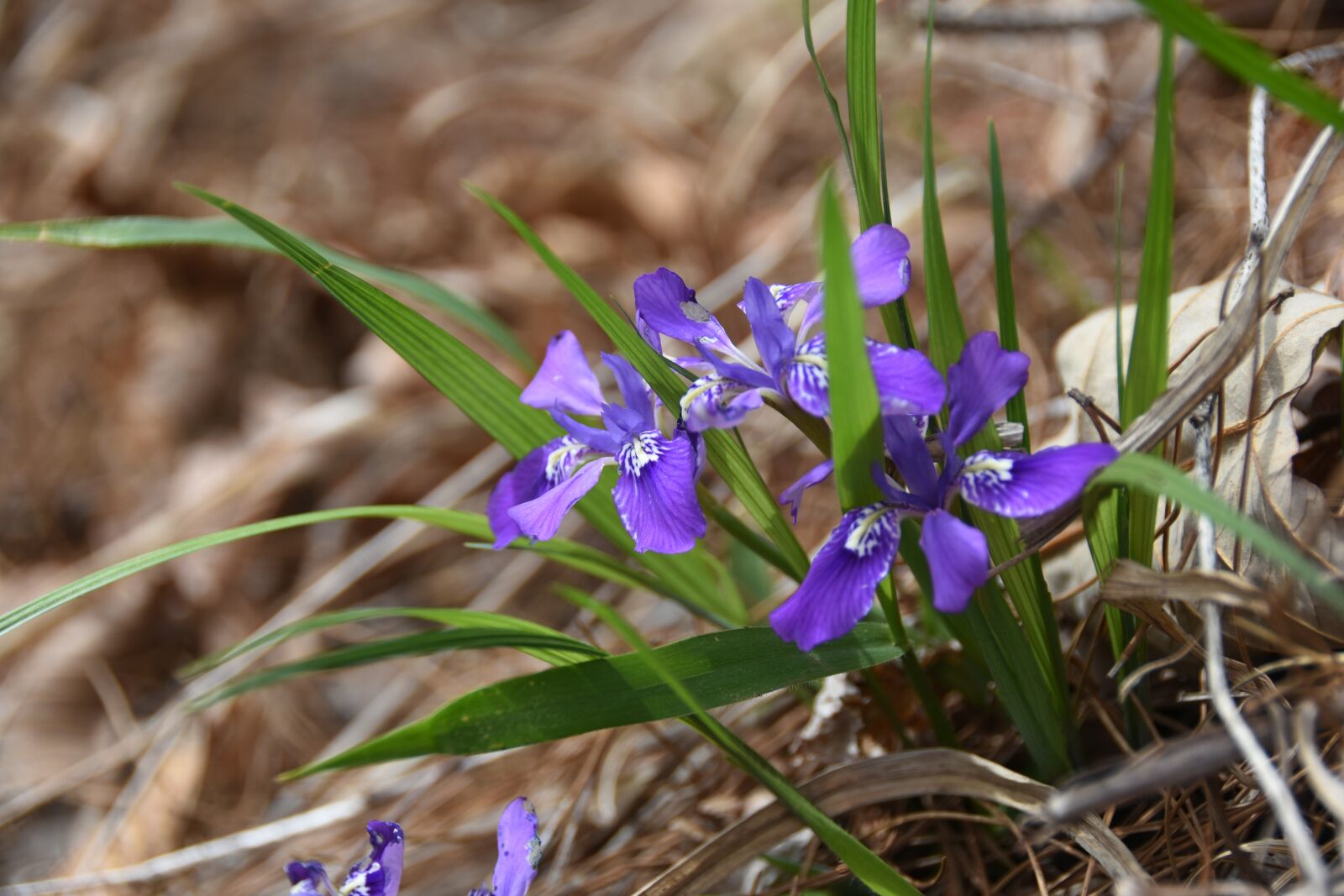 Nikon D7200 sample photo. Purple, flowers, blossom photography