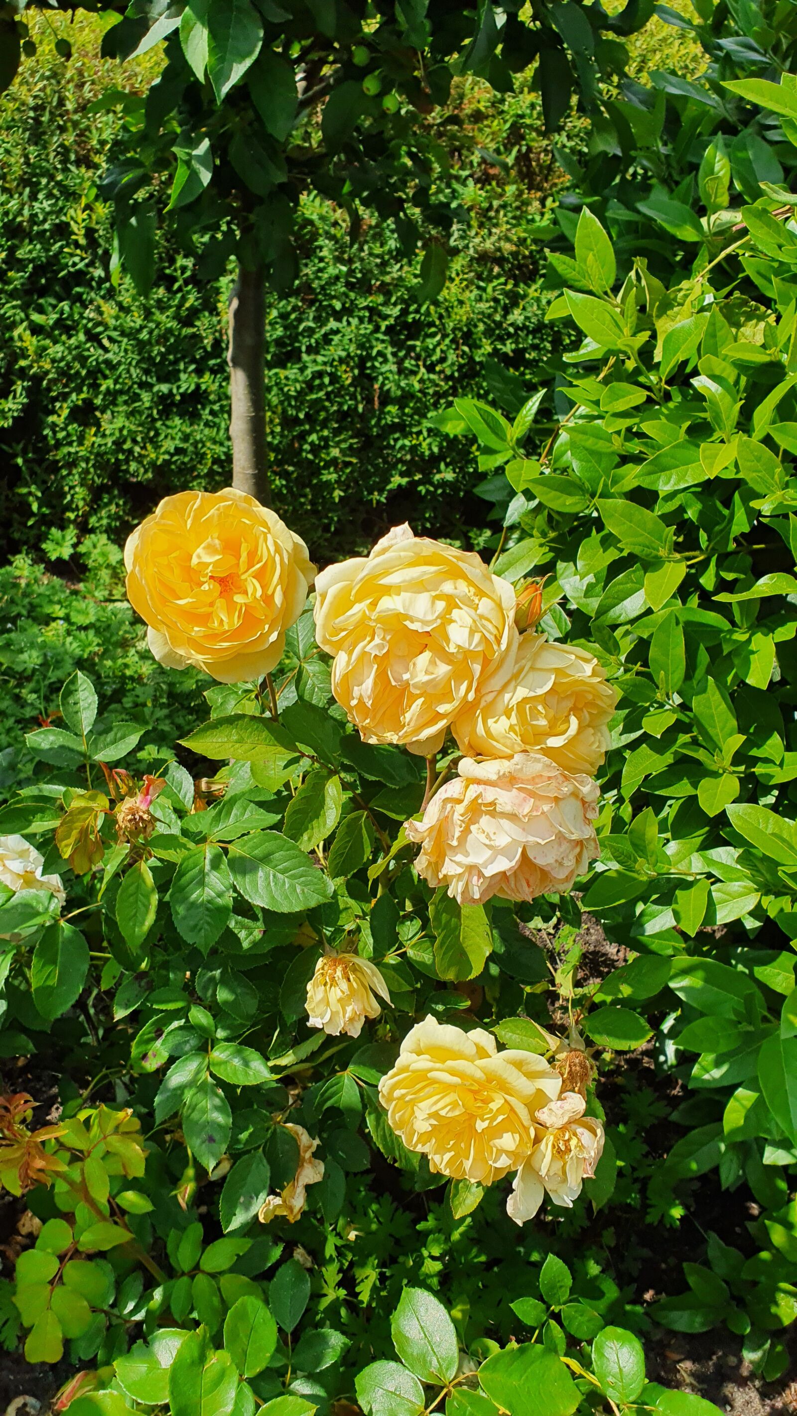 Samsung Galaxy S10 sample photo. Roses, nature, trees photography