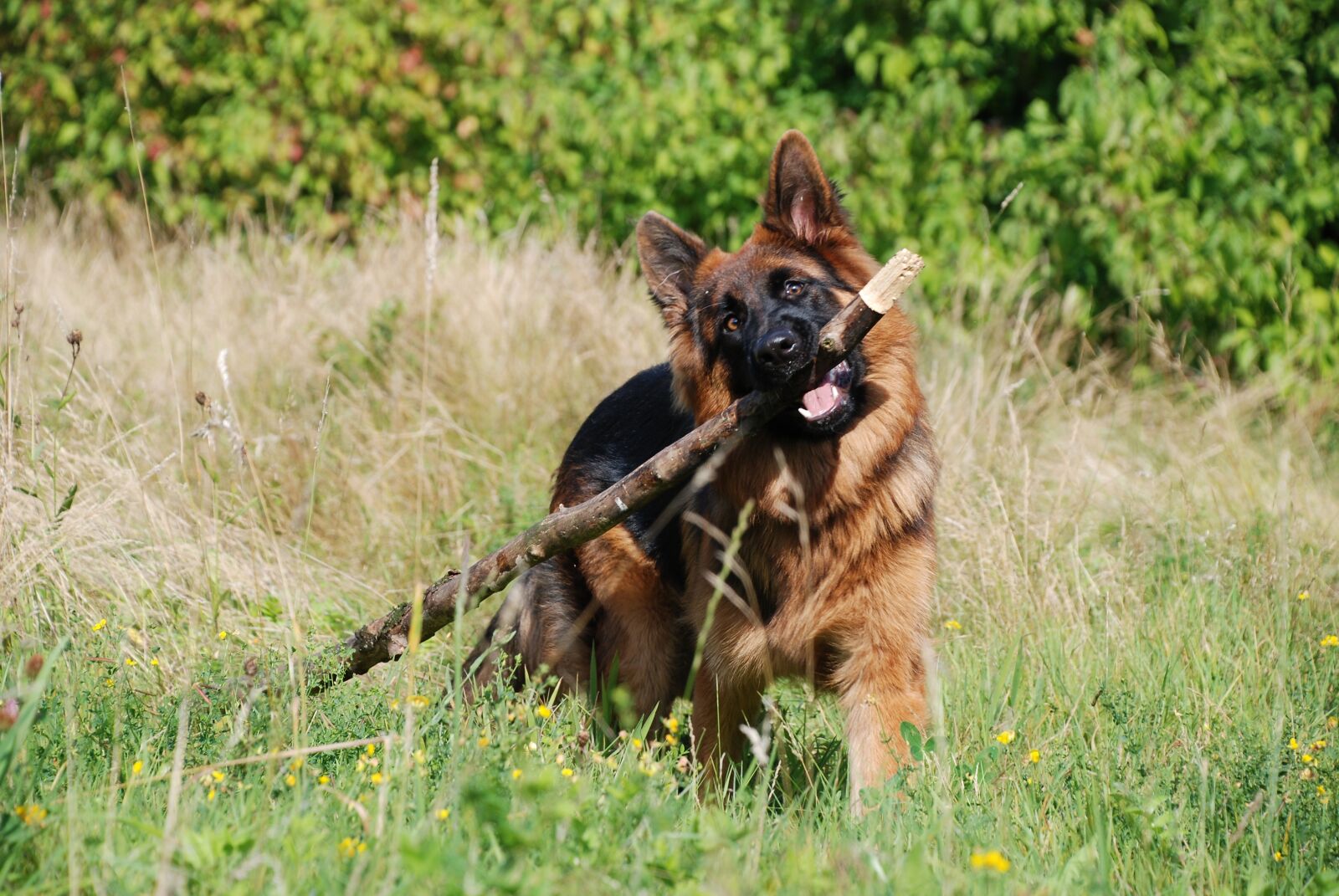 Nikon D80 sample photo. Sch fer dog, dog photography