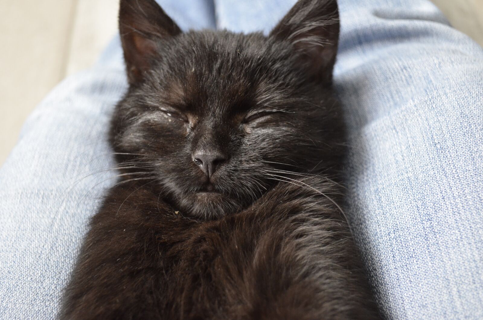 Nikon D5100 sample photo. Sleep, hugo, black cat photography