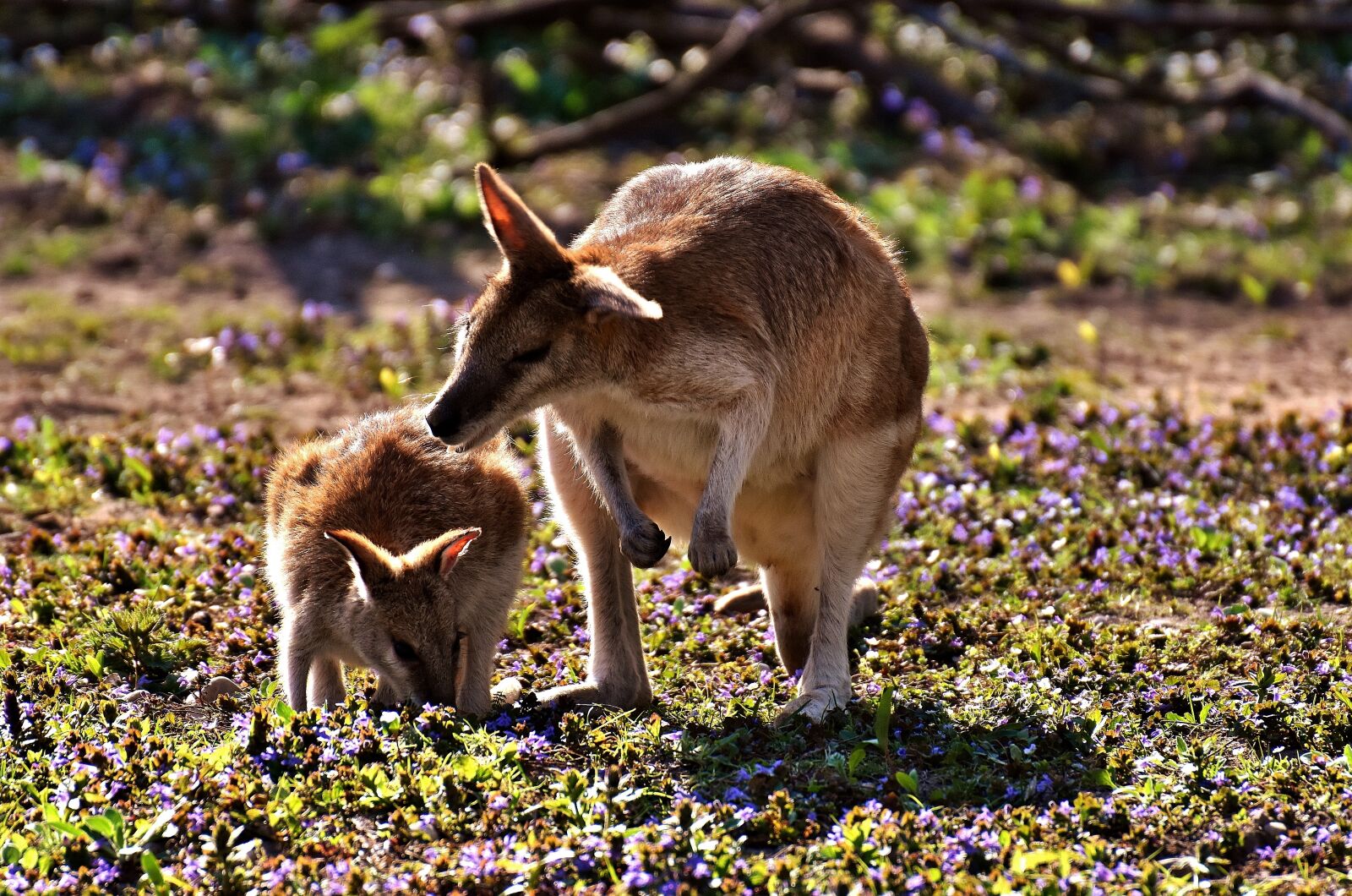 Nikon D7200 sample photo. Kangaroo, young animal, mother photography