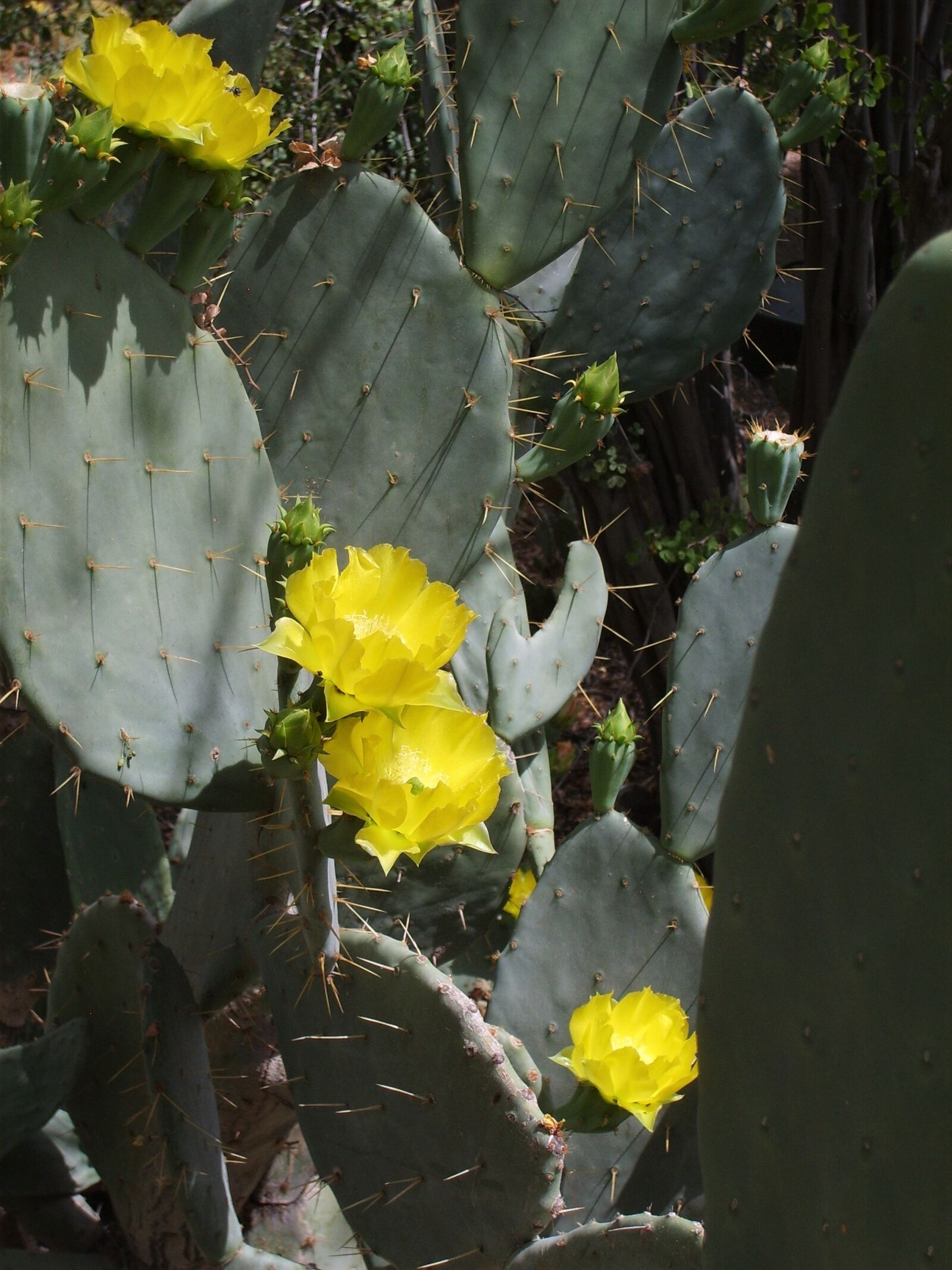 Samsung Digimax S500 / Kenox S500 / Digimax Cyber 530 sample photo. Prickly pear, flowers, cactus photography
