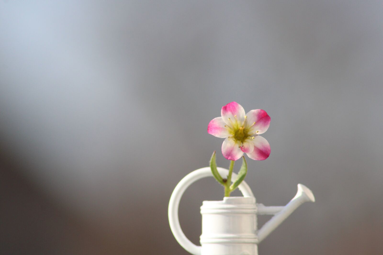 Canon EOS 2000D (EOS Rebel T7 / EOS Kiss X90 / EOS 1500D) sample photo. Flower, watering can, floral photography