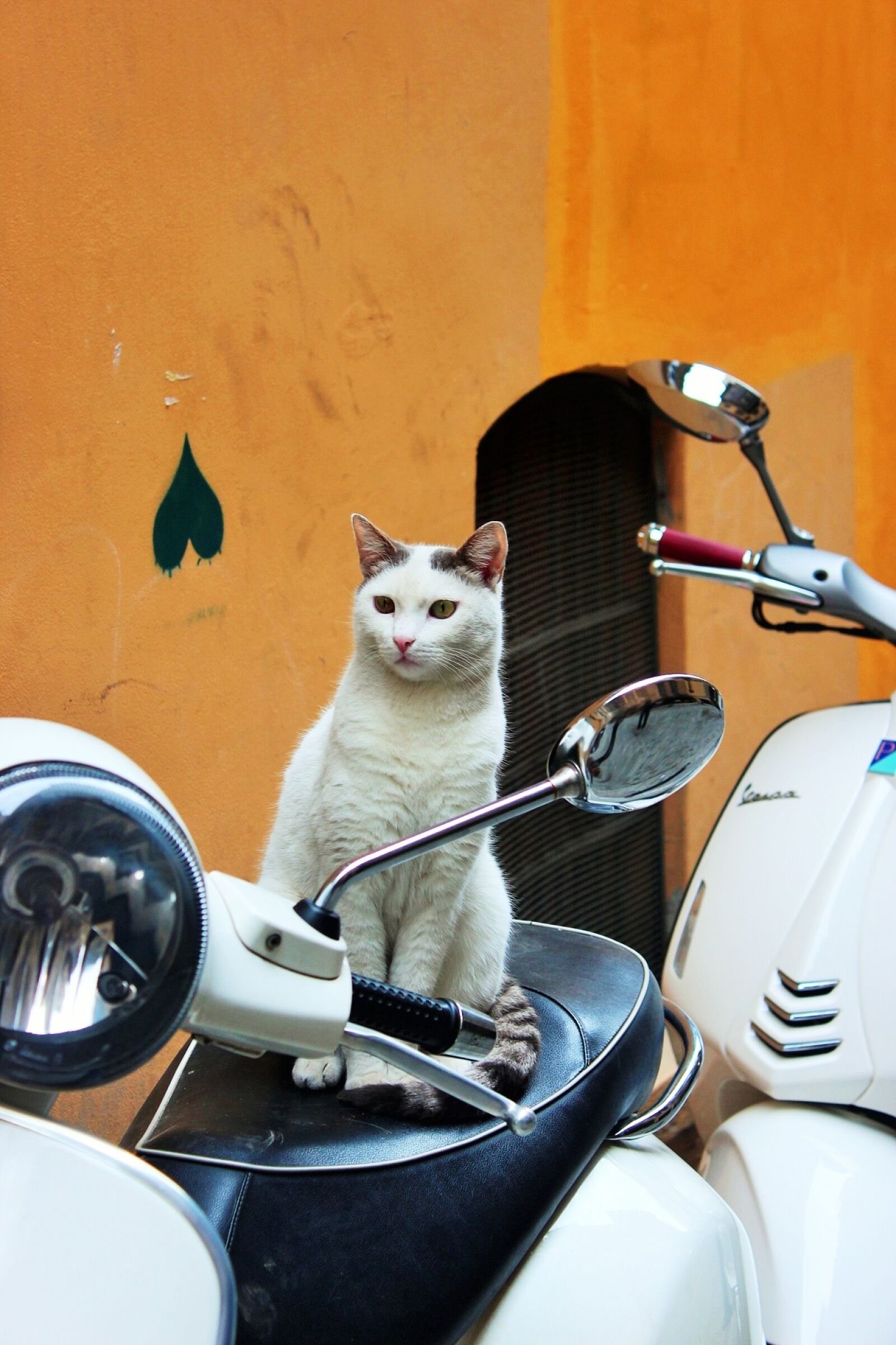 Canon EOS 600D (Rebel EOS T3i / EOS Kiss X5) sample photo. Cat, animal, turkey photography