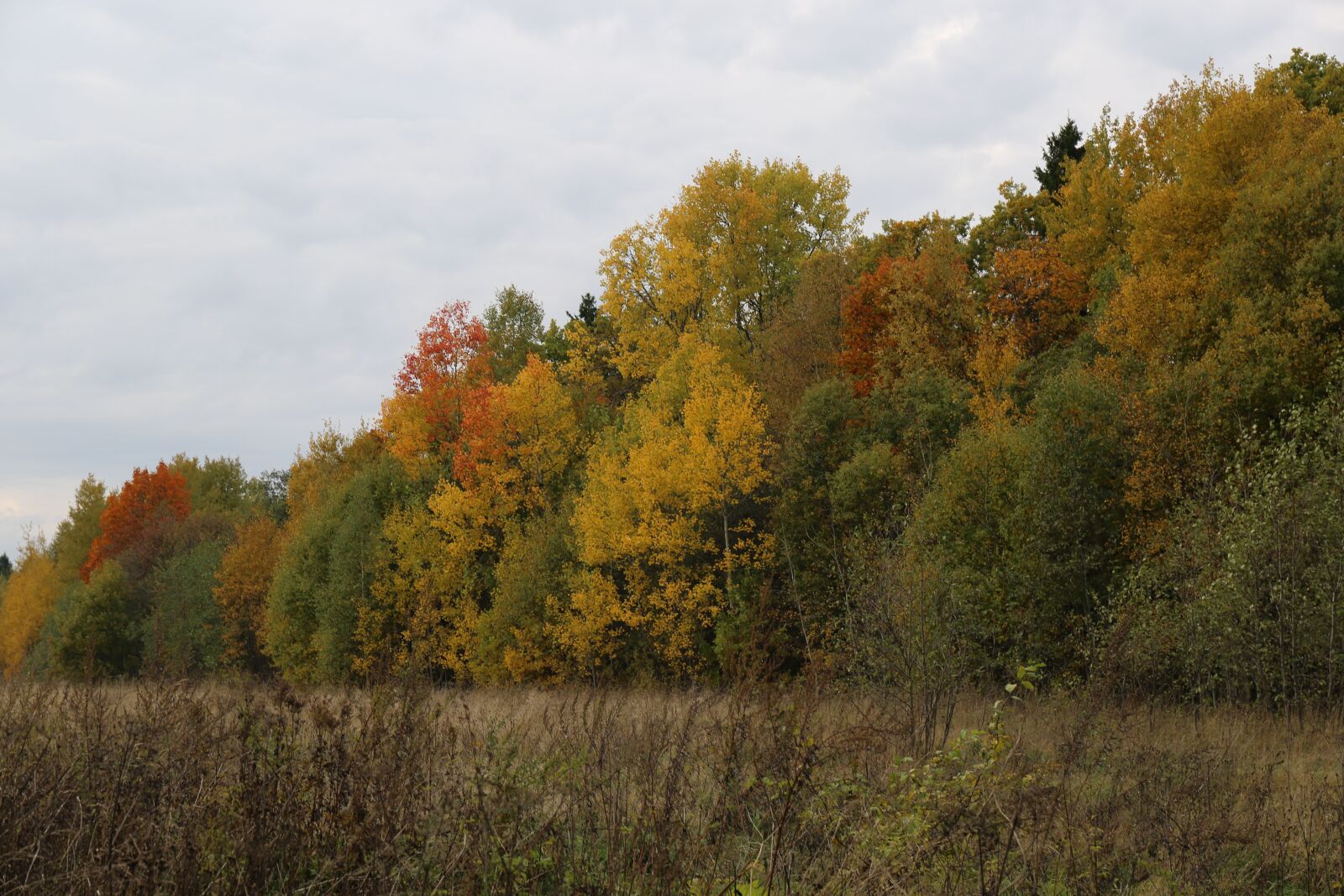 Canon EF 24-70mm F4L IS USM sample photo. Autumn, forest, nature photography