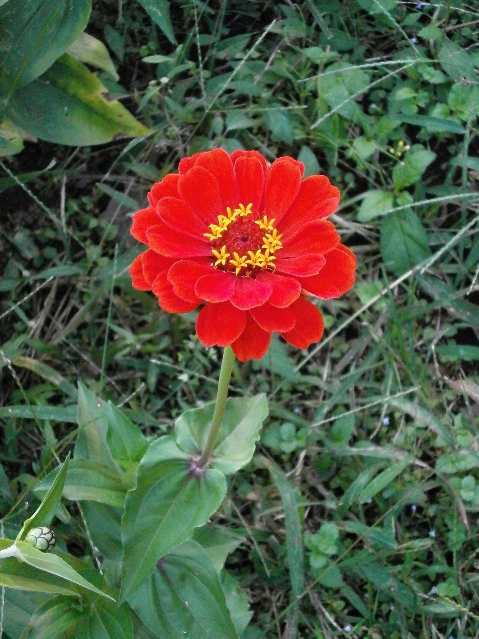 Olympus VG110,D700 sample photo. Zinnia elegans, zinnia, red photography