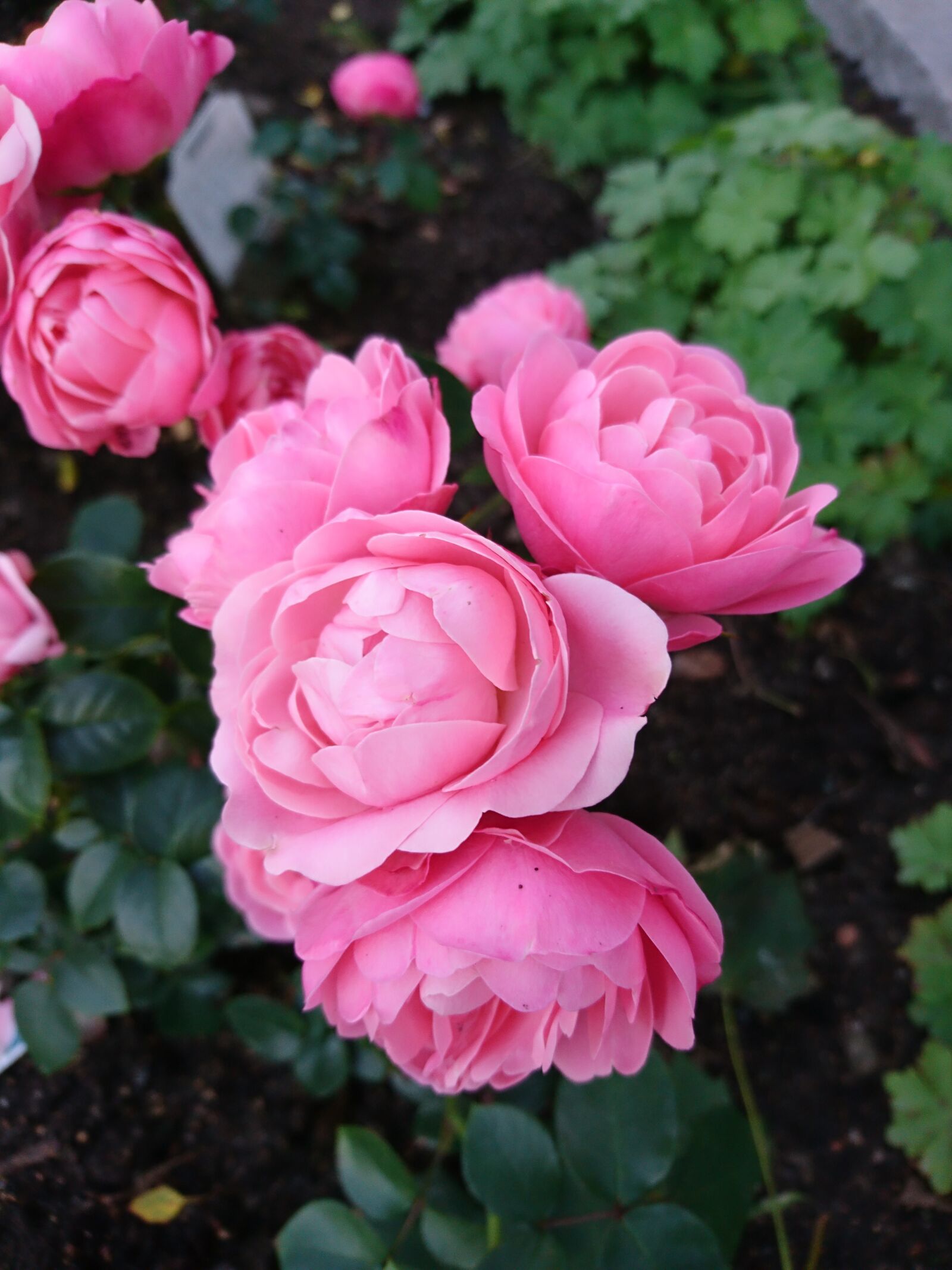 Sony Xperia X sample photo. Bailando, flower, pink photography