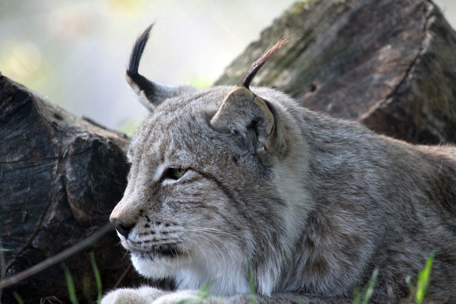 Canon EOS 500D (EOS Rebel T1i / EOS Kiss X3) sample photo. Lynx, head, cat photography