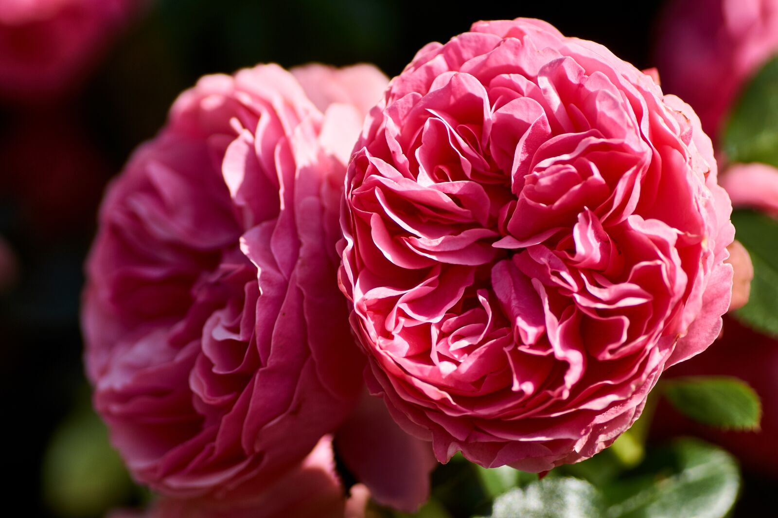 Sony SLT-A58 sample photo. Flower, rose, plant photography