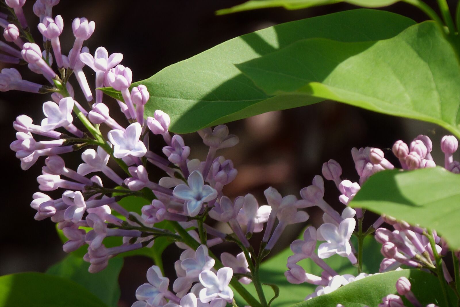 Panasonic Lumix DMC-FZ40 (Lumix DMC-FZ45) sample photo. Lilac, shrub, pale lilac photography