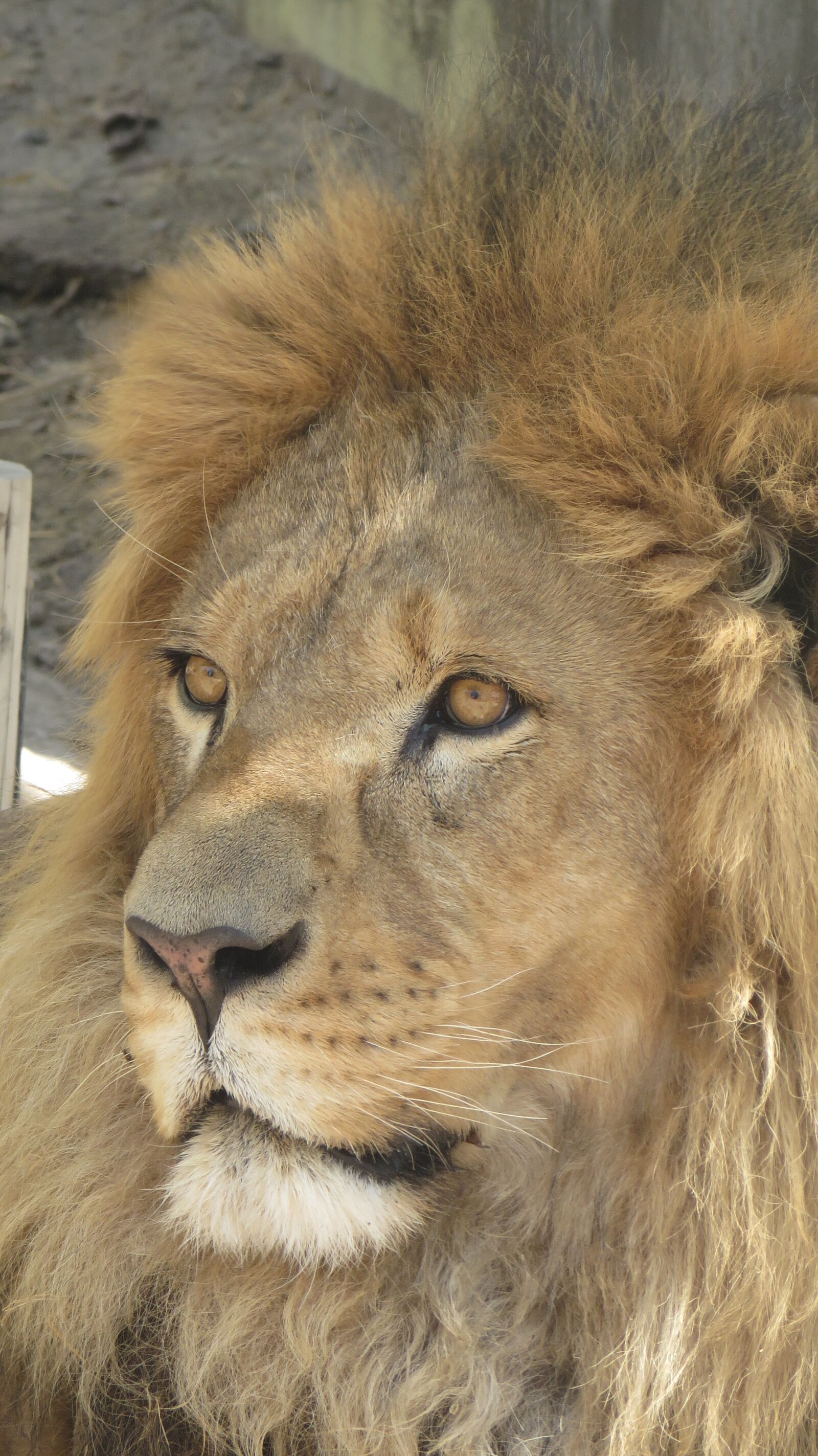 Canon PowerShot SX270 HS sample photo. Leon, animal, king photography