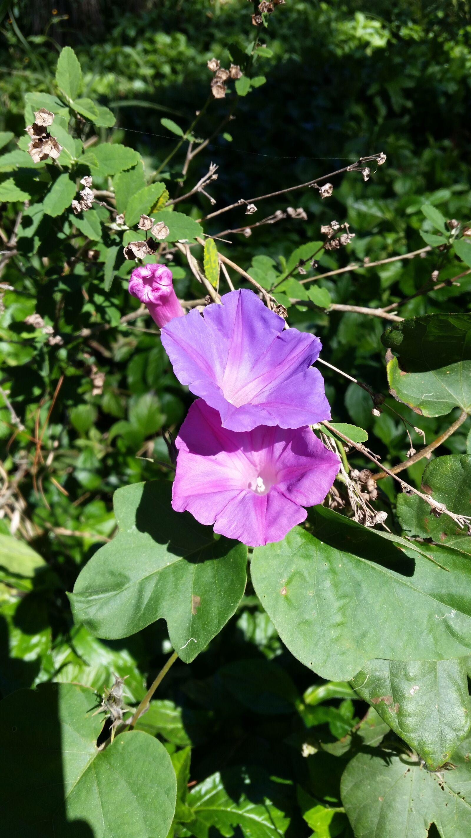 Samsung Galaxy S5 sample photo. Flower, purple, purple flowers photography