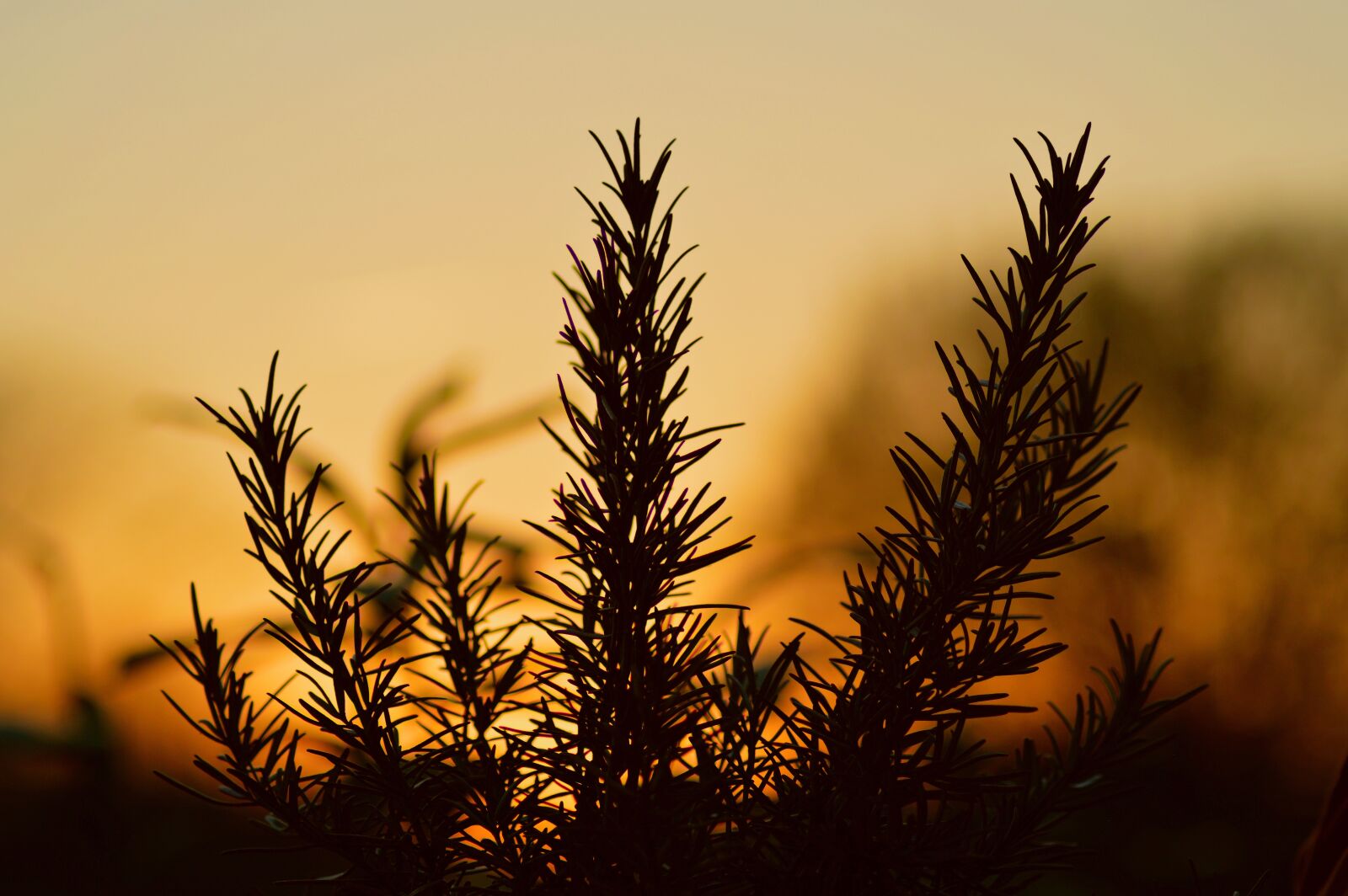 Nikon D3200 sample photo. Nature, tree, sunset photography