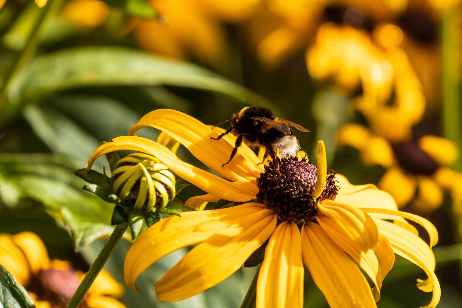 Canon EOS 80D sample photo. Flower, coneflower, bee photography