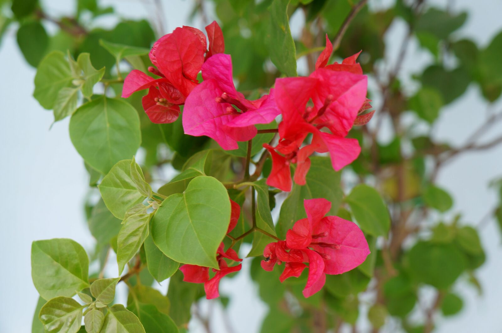 Sony Alpha NEX-F3 + Sony E 18-55mm F3.5-5.6 OSS sample photo. Paper flower, red, the photography