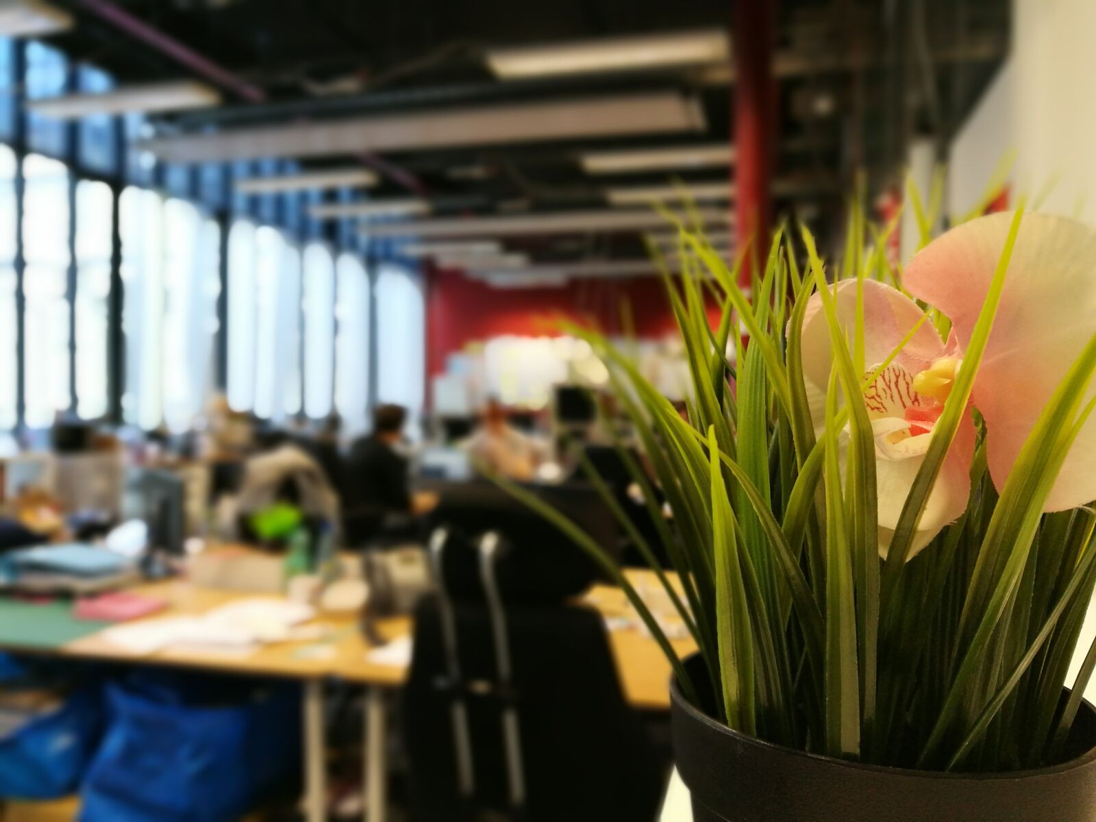HUAWEI P9 sample photo. Flower, startup, team, work photography