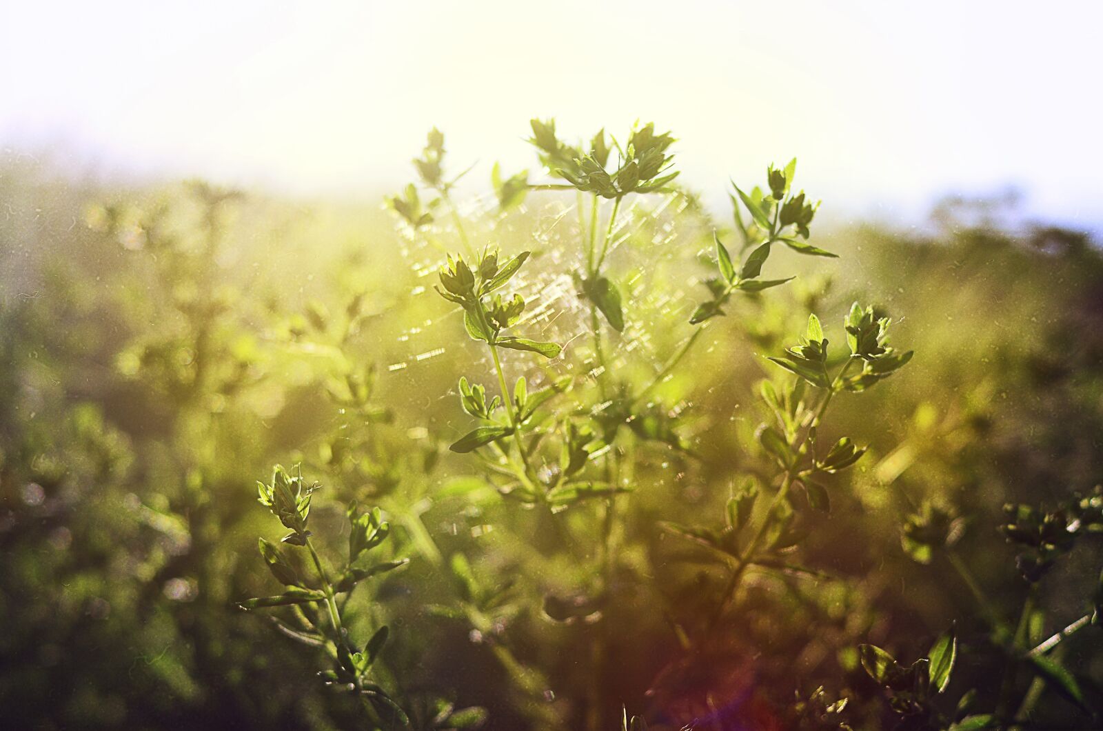 Nikon D7000 sample photo. Grass, field, spider web photography