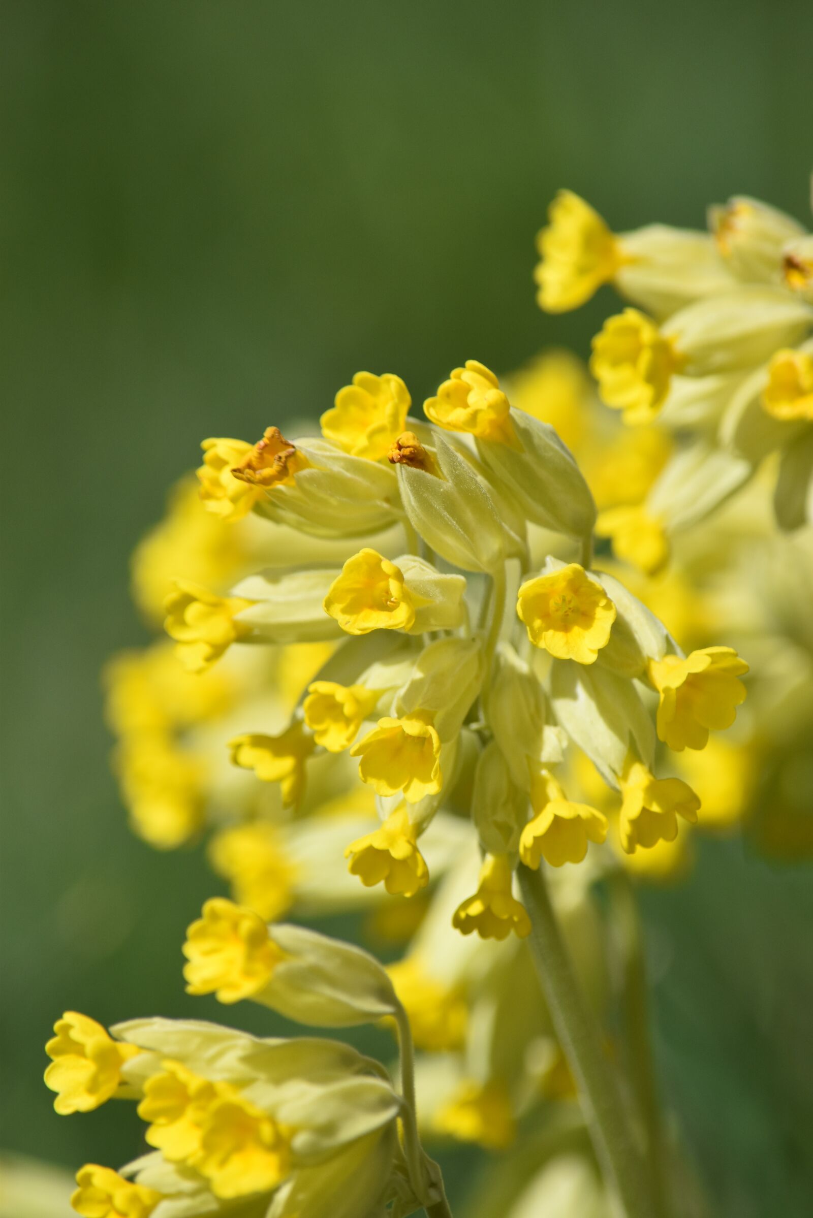 Nikon D5500 sample photo. Cowslip, yellow flowers, flowers photography