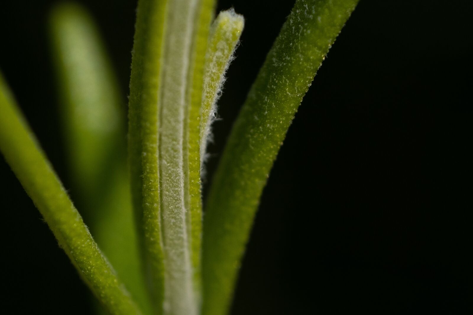 Fujifilm X-H1 sample photo. Green, rosemary, macro photography