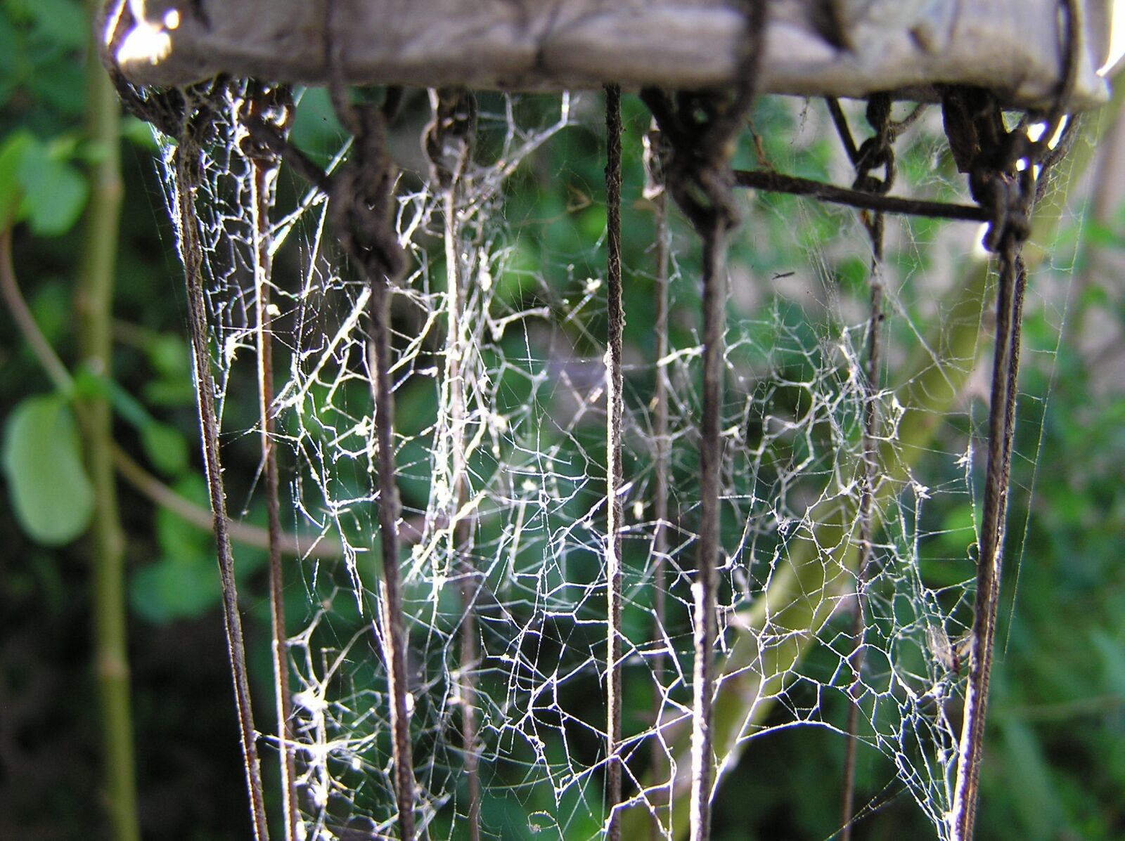 Olympus C750UZ sample photo. Spider web, garden, outdoors photography