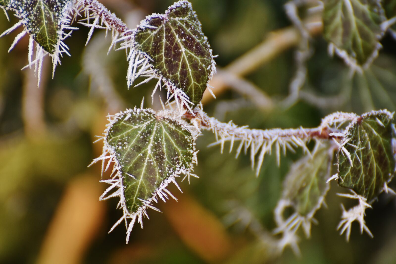 Nikon D7200 sample photo. Leaves, ivy, winter photography