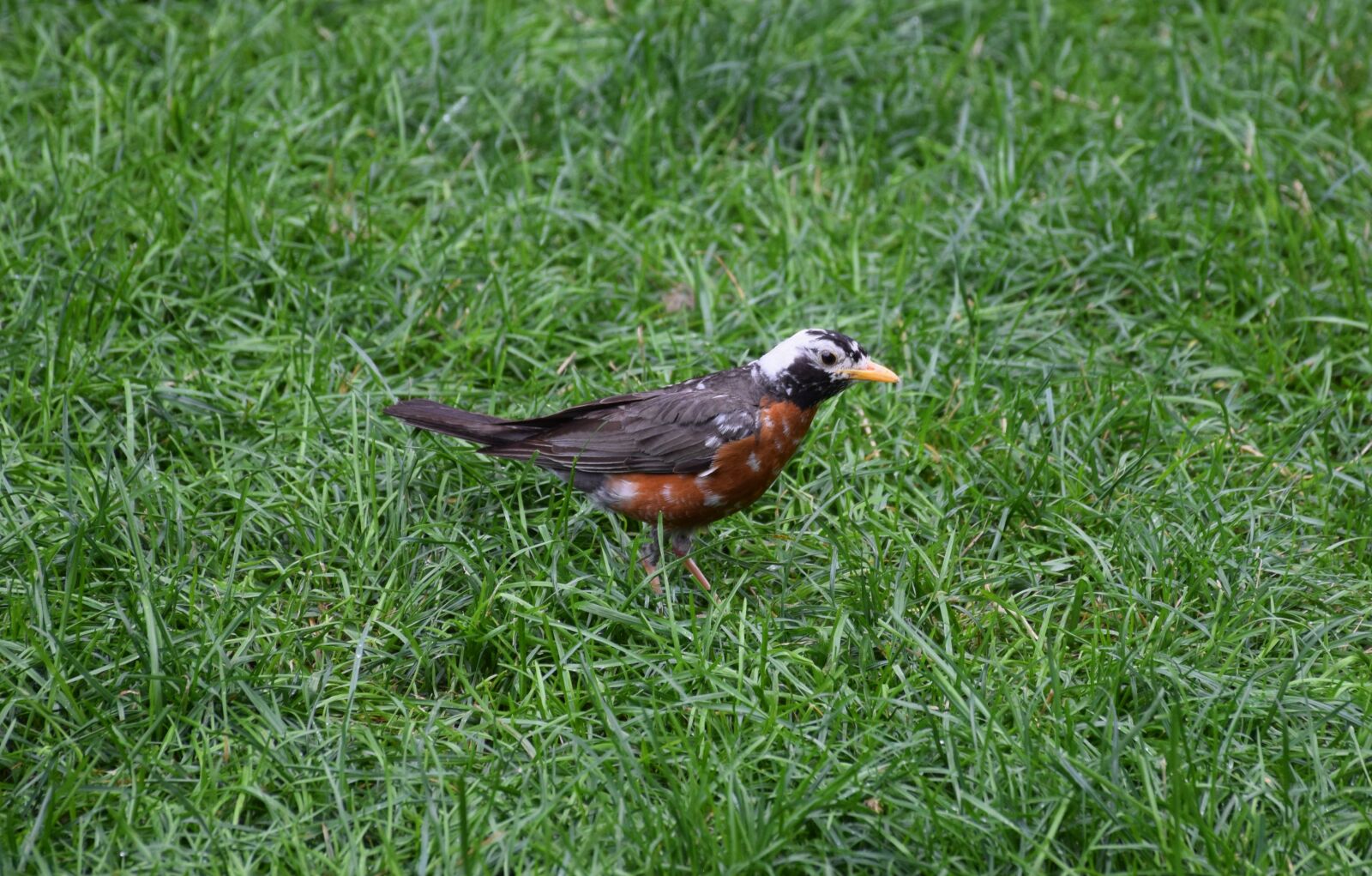 Nikon D3300 sample photo. American robin, turdus migratorius photography