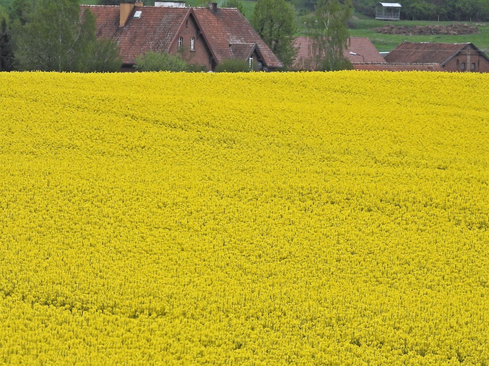 Nikon Coolpix P1000 sample photo. Landscape, field, meadow photography