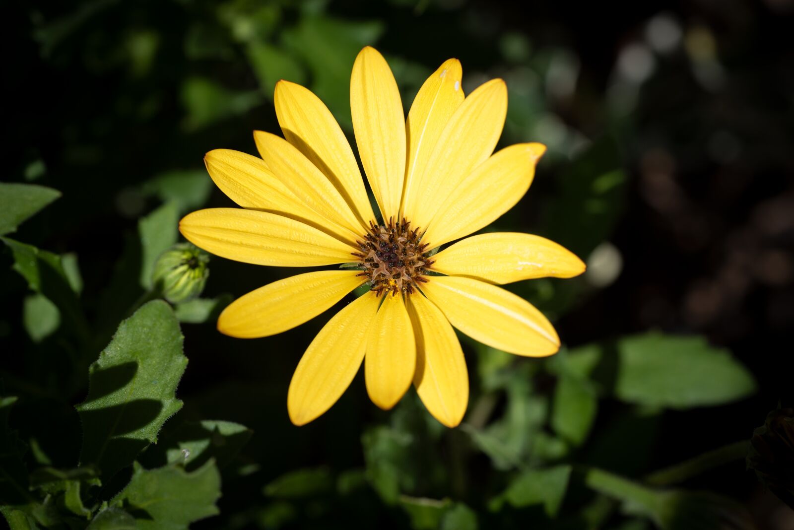 Nikon D750 sample photo. Flower, yellow, blossom photography