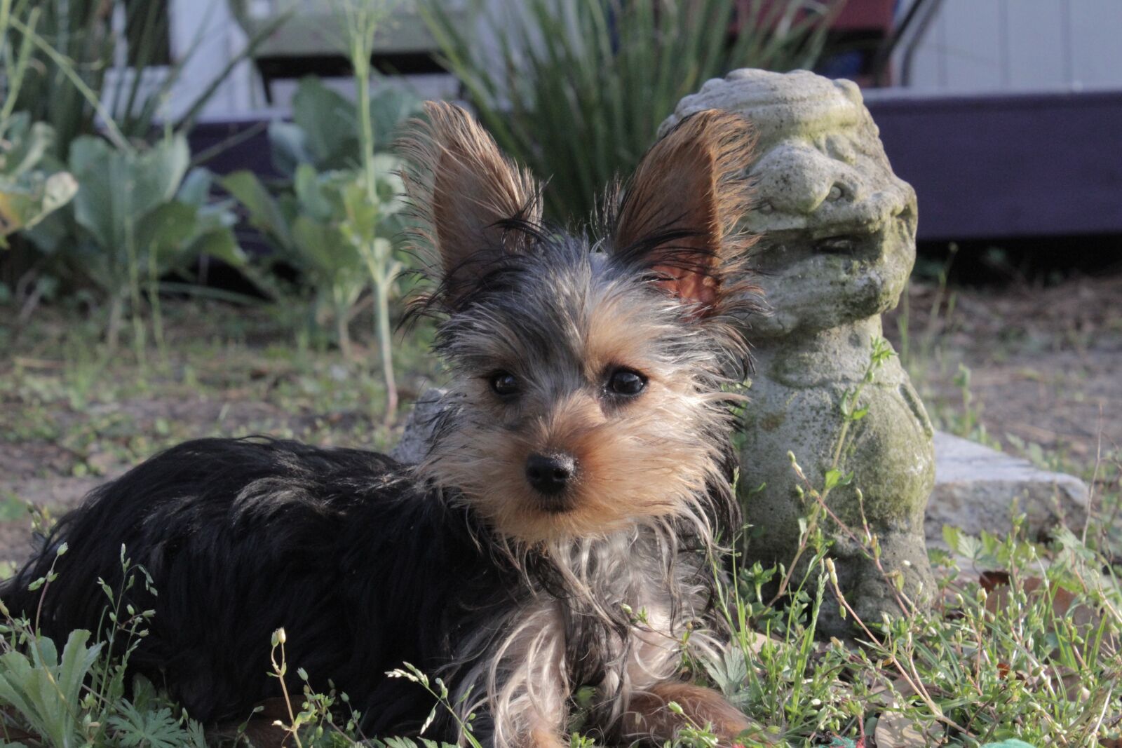 Canon EOS 7D sample photo. Yorkie, yorkshire, terrier photography
