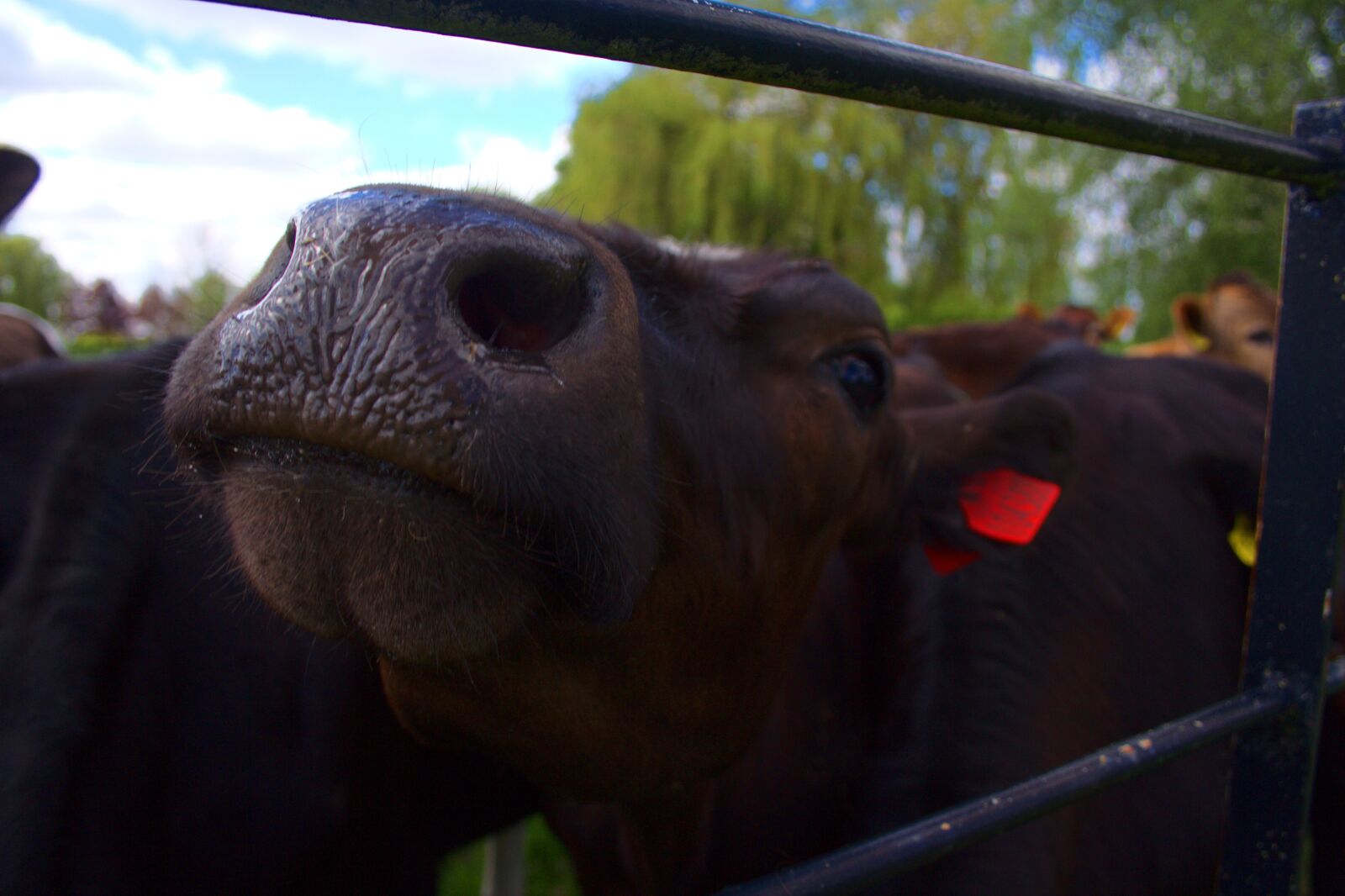 Canon EOS 350D (EOS Digital Rebel XT / EOS Kiss Digital N) sample photo. Cow, cute, animal photography