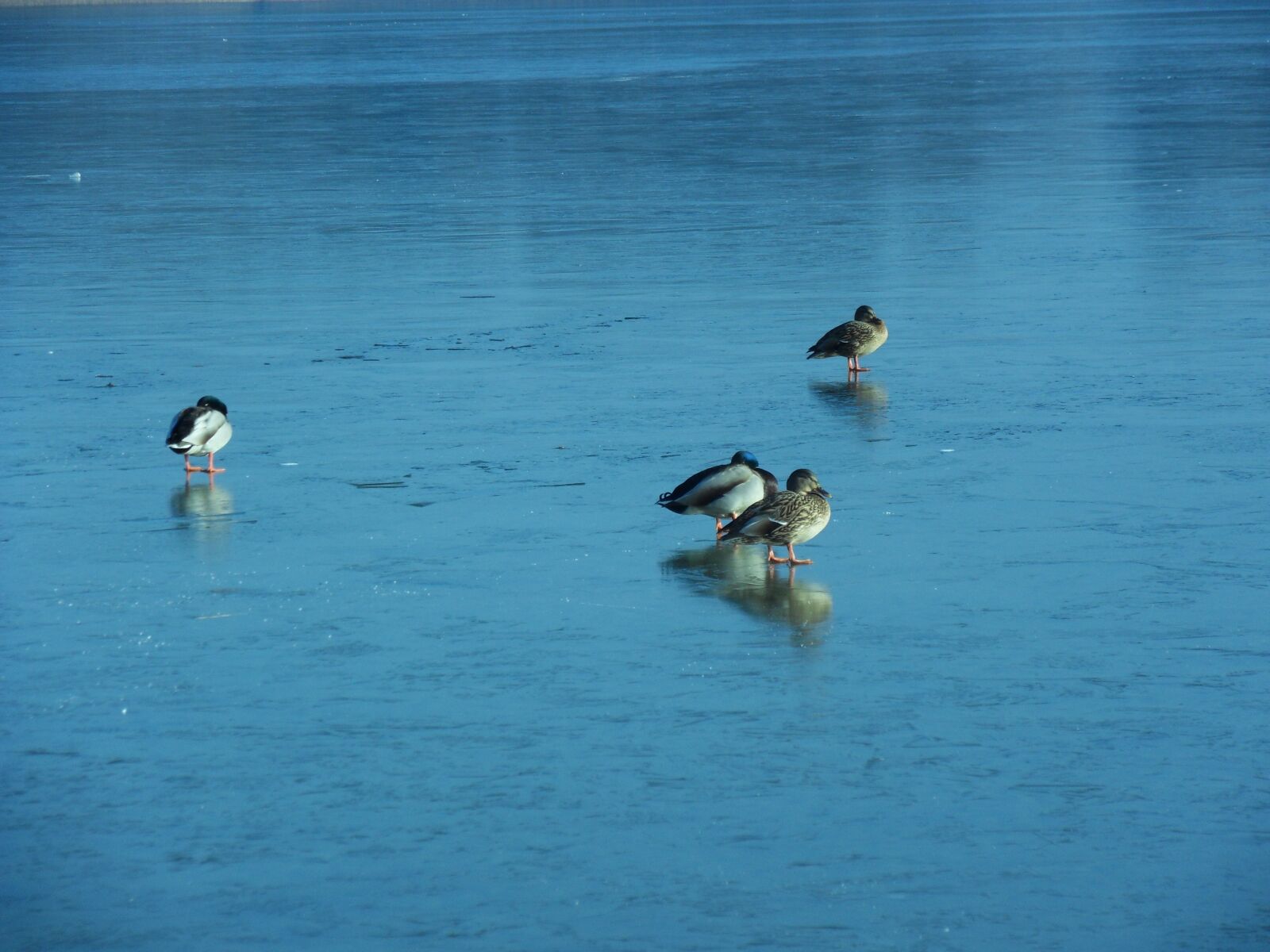 Samsung WB500, WB510 / VLUU WB500 /  HZ10W sample photo. Ducks, lake, winter photography