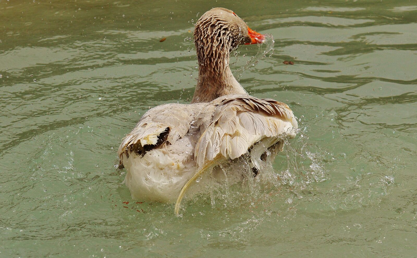 Nikon D3200 sample photo. Goose, wildpark poing, splashing photography