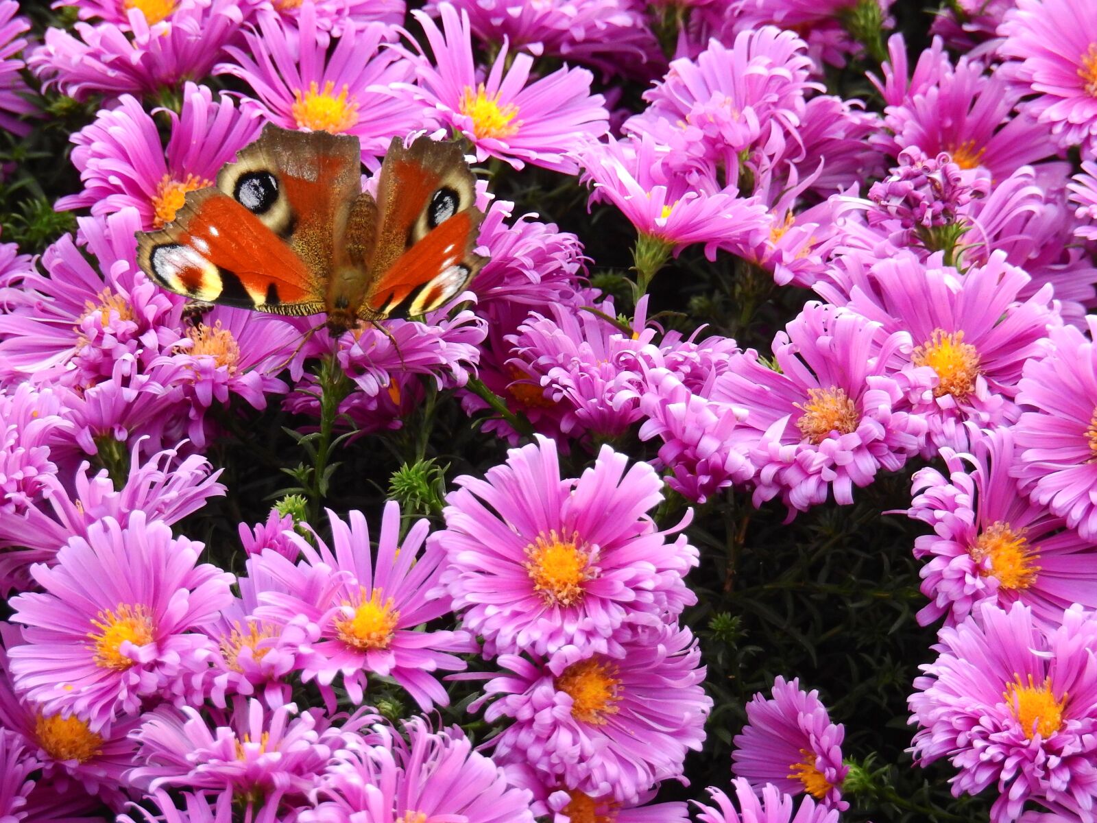 Nikon Coolpix P900 sample photo. Flowers, purple, nature photography
