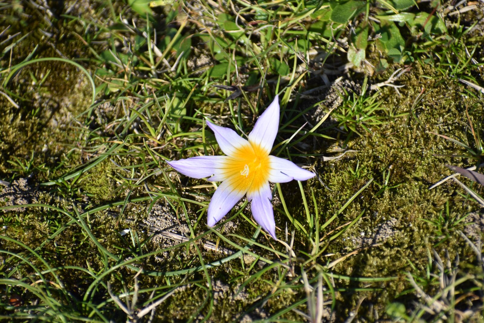 Nikon D5600 sample photo. Flower, dune, beach photography