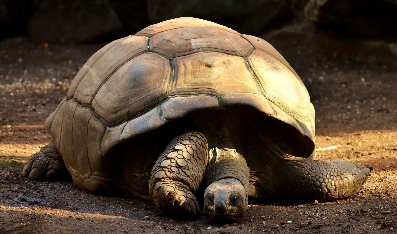 Nikon D7200 sample photo. Giant tortoises, animals, panzer photography