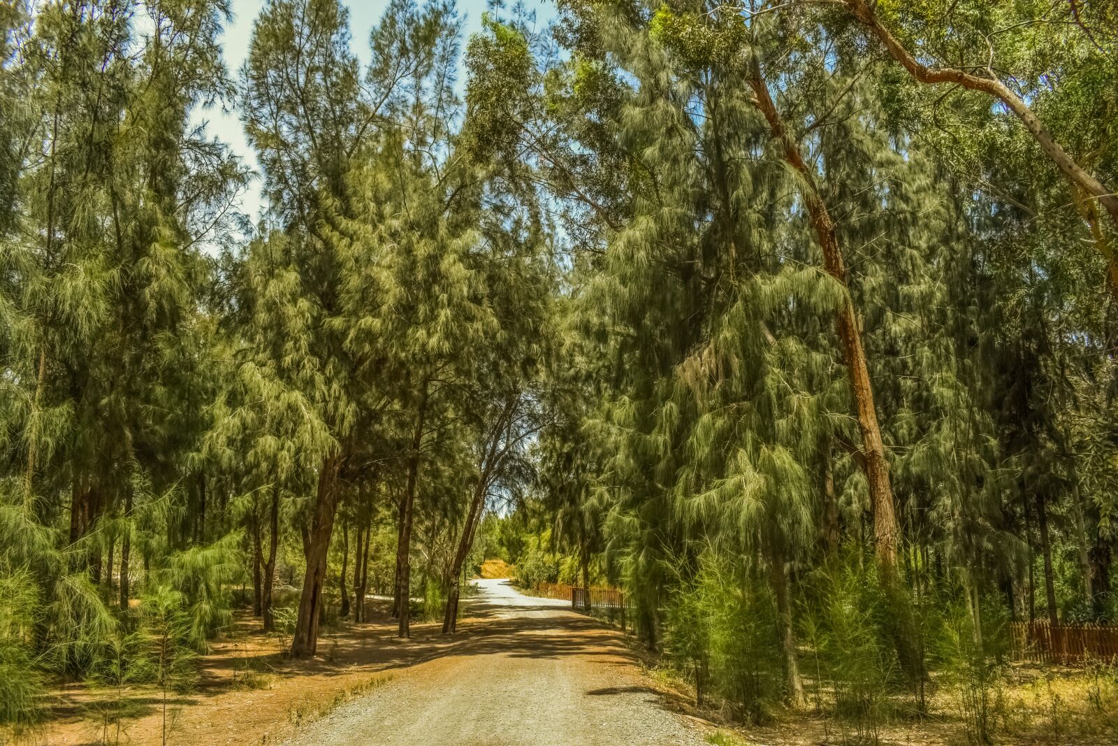 Nikon D3300 sample photo. Forest, park, trees photography