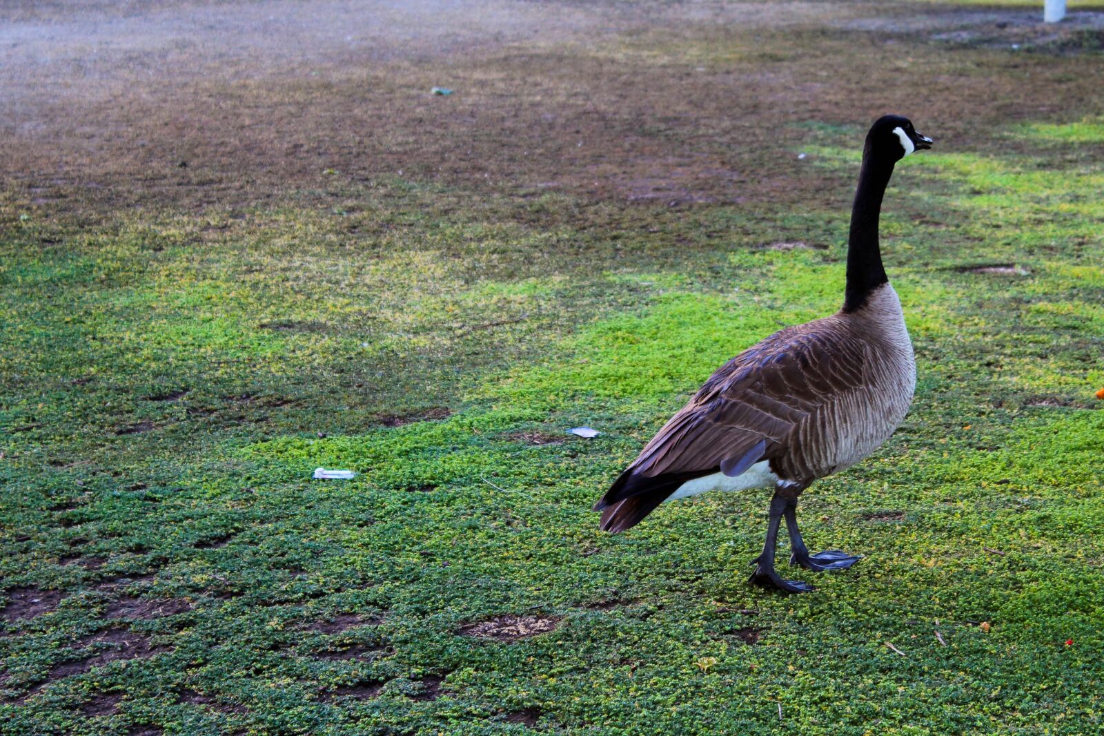 Canon EOS 1200D (EOS Rebel T5 / EOS Kiss X70 / EOS Hi) sample photo. Canada goose, bird, green photography