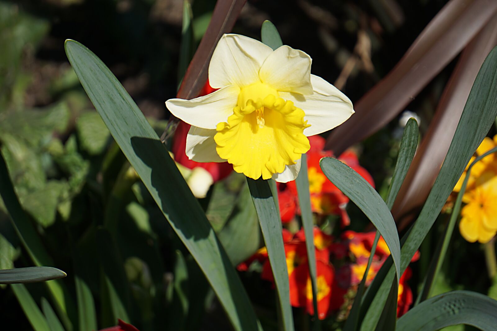 Sony a6000 sample photo. Daffodil, flower, flora photography