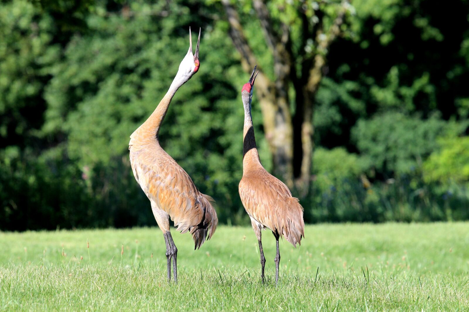 Canon EF 100-400mm F4.5-5.6L IS USM sample photo. Wild, nature, crane photography