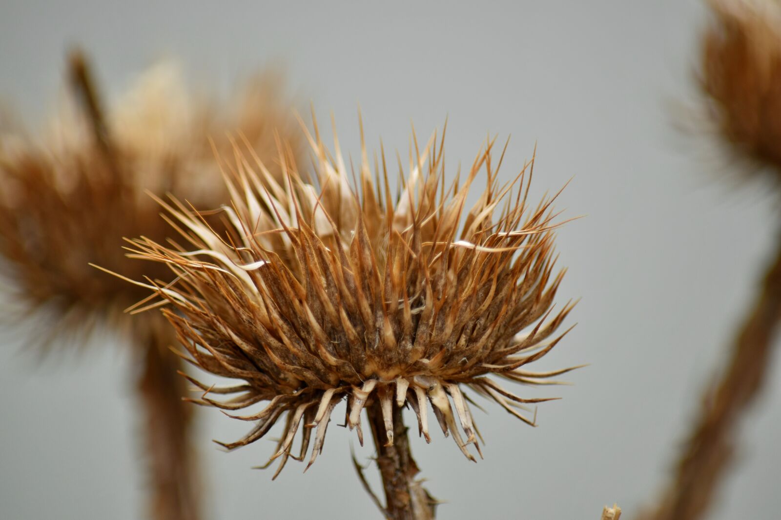 Nikon D5500 sample photo. Plant, sharp, nature, outdoors photography