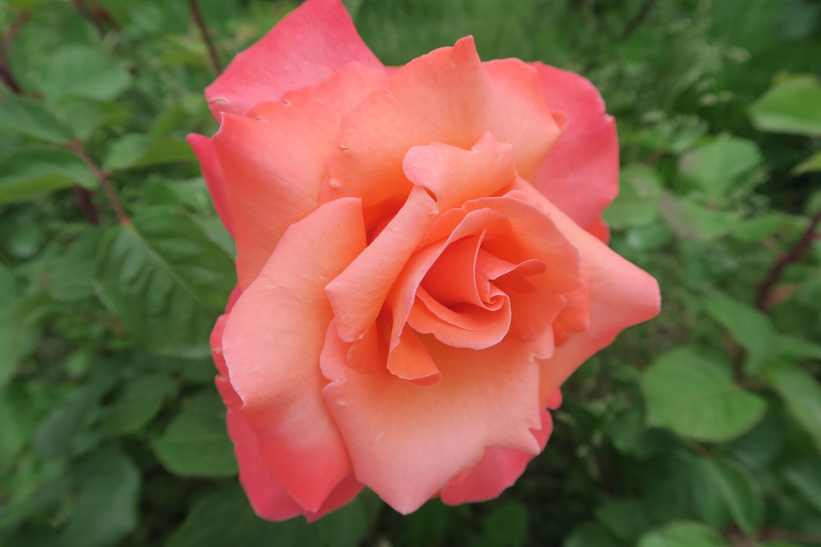 Canon PowerShot G7 X sample photo. Rose, spring, algul photography