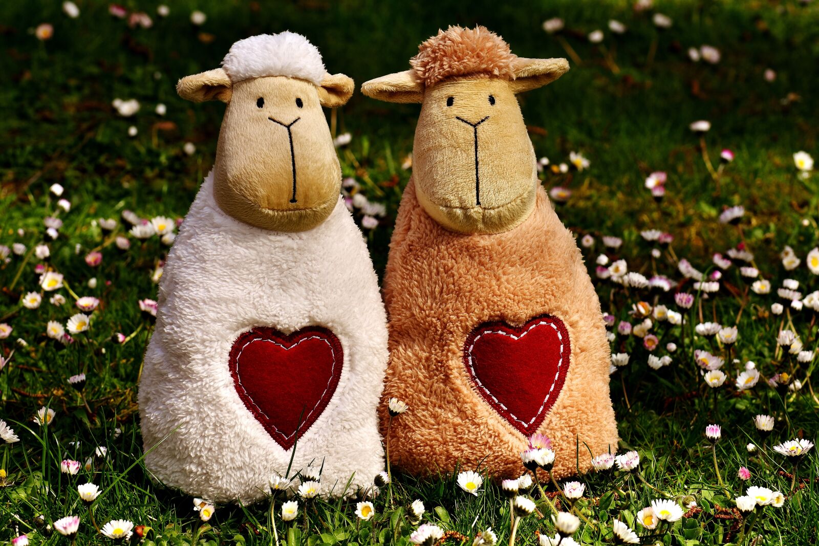 Nikon D7200 sample photo. Sheep, love, heart photography
