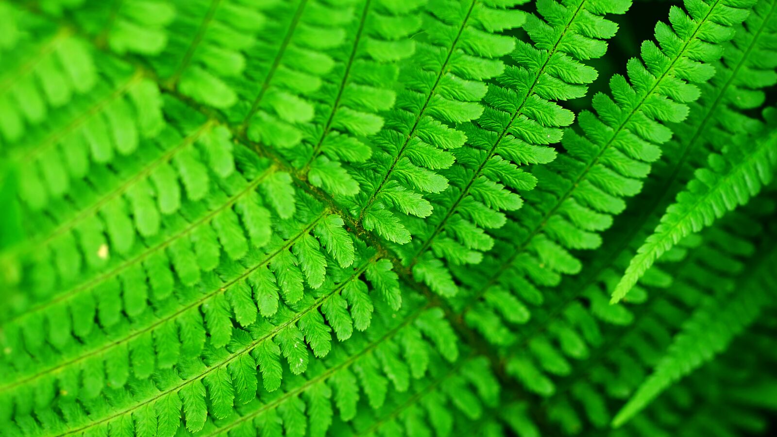 Panasonic Lumix DMC-GX85 (Lumix DMC-GX80 / Lumix DMC-GX7 Mark II) sample photo. Fern, light, ambience photography