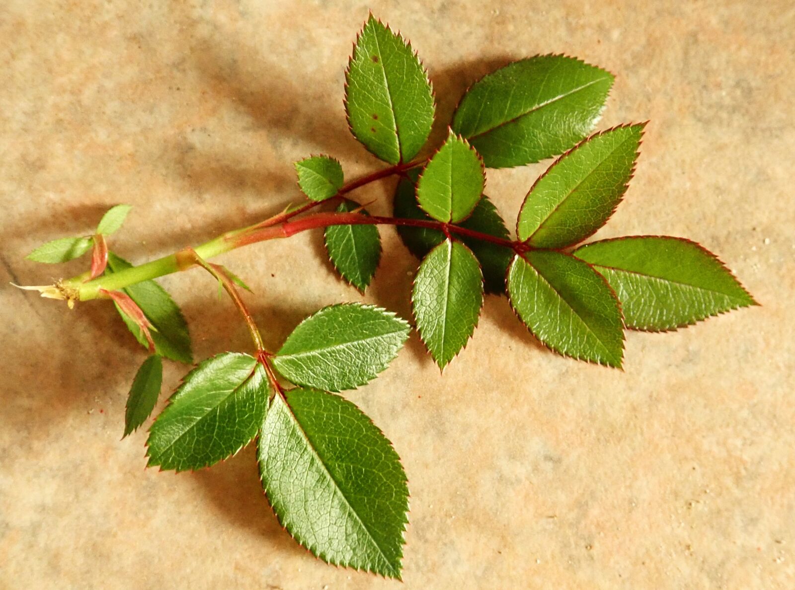 Olympus TG-5 sample photo. Leaves, foliage, rose photography